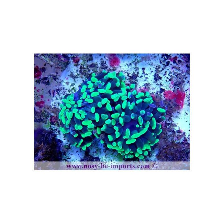 Euphyllia paraancora WYSIWYG 30042022-12