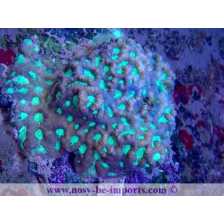 Favites sp. WYSIWYG 30042022-13