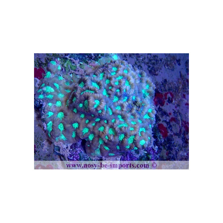 Favites sp. WYSIWYG 30042022-13