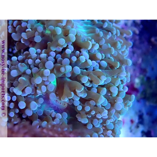 Euphyllia cristata WYSIWYG 30042022-14