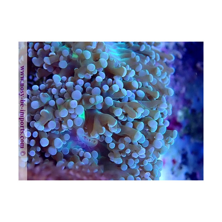 Euphyllia cristata WYSIWYG 30042022-14