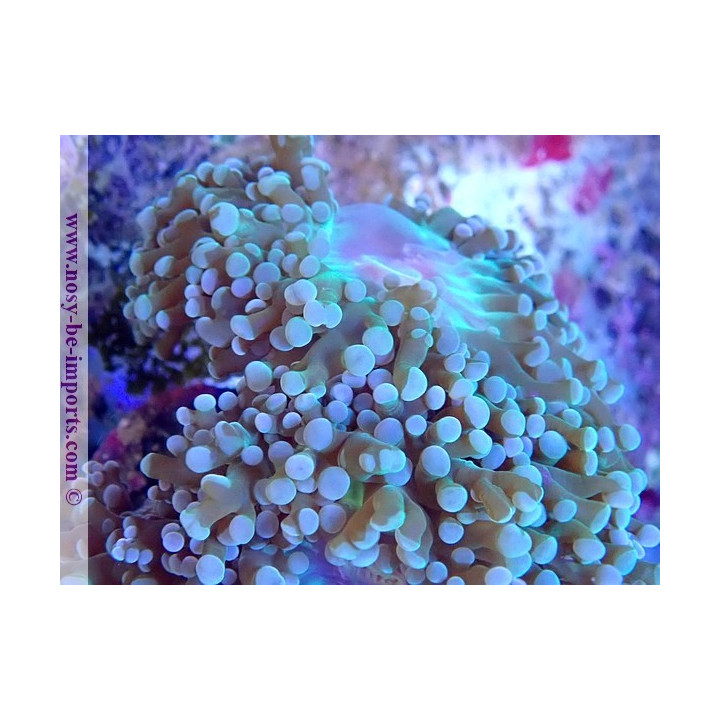 Euphyllia cristata WYSIWYG 30042022-14