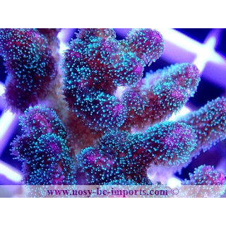 Pocillopora sp. WYSIWYG 30042022-15