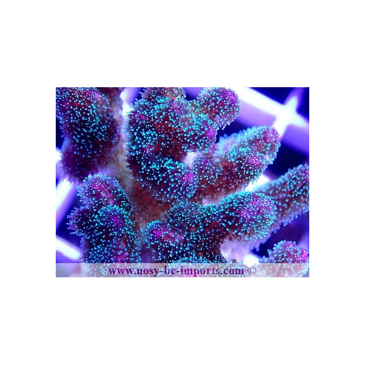 Pocillopora sp. WYSIWYG 30042022-15