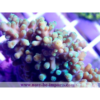 Acropora sp. WYSIWYG 30042022-16