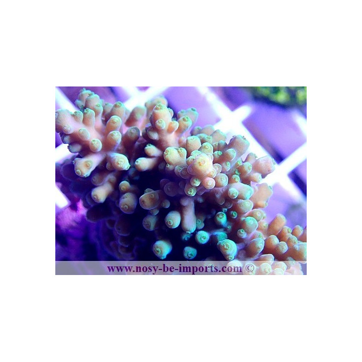 Acropora sp. WYSIWYG 30042022-16