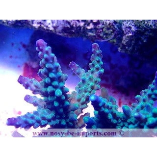 Acropora parilis WYSIWYG 30042022-17