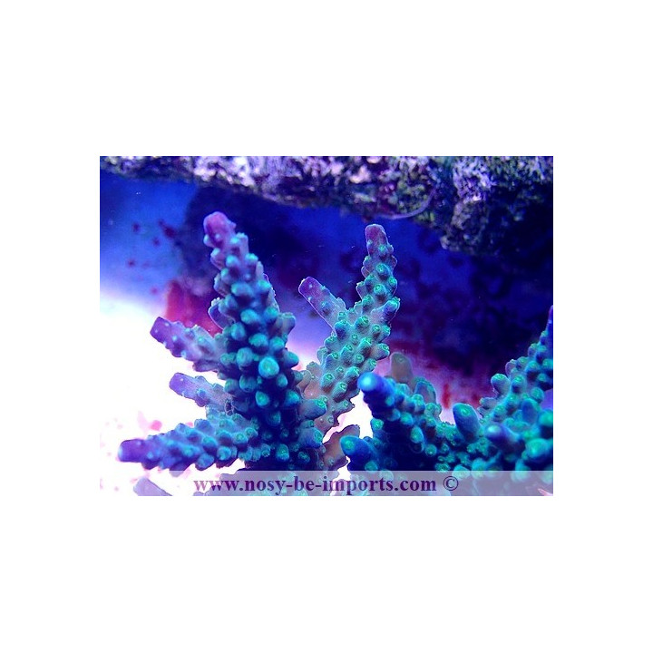 Acropora parilis WYSIWYG 30042022-17