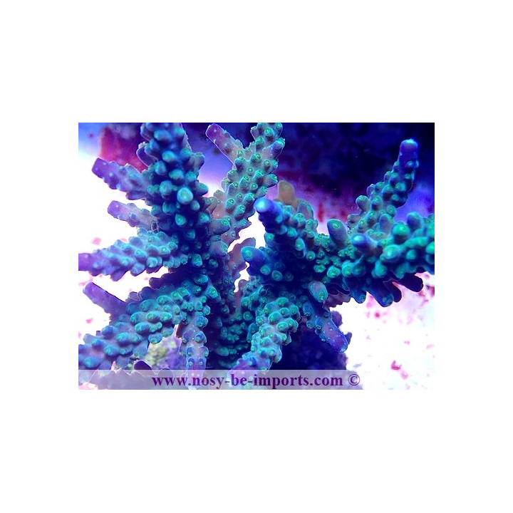 Acropora parilis WYSIWYG 30042022-17
