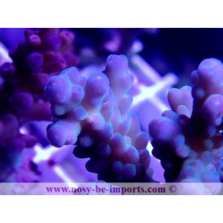 Acropora granulosa WYSIWYG 30042022-19