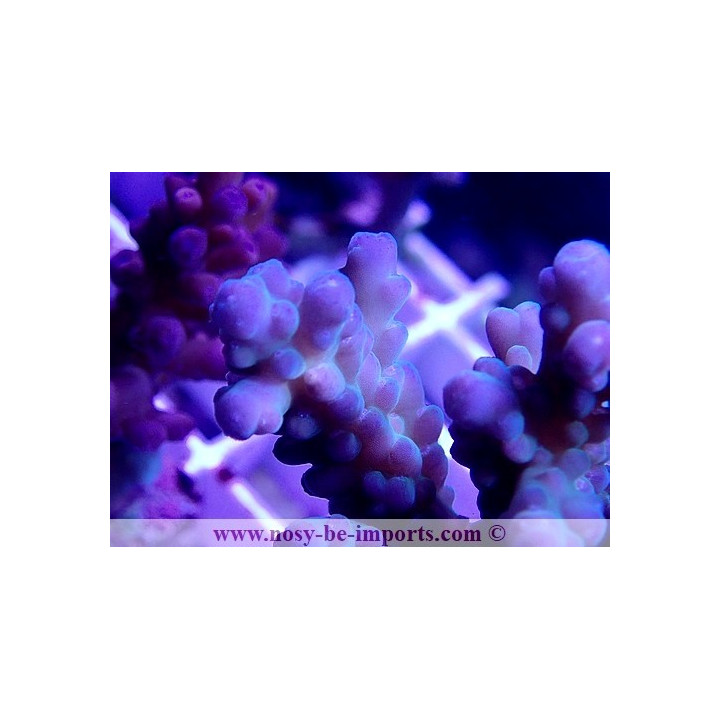 Acropora granulosa WYSIWYG 30042022-19