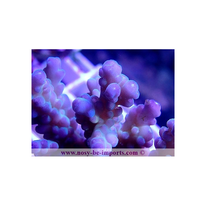 Acropora granulosa WYSIWYG 30042022-19