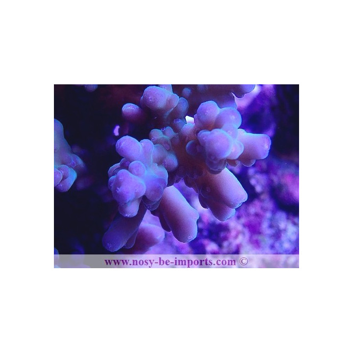 Acropora granulosa WYSIWYG 30042022-19