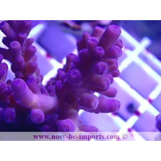 Acropora sp. WYSIWYG 30042022-20