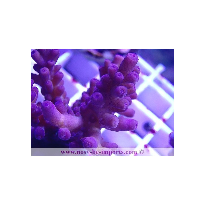 Acropora sp. WYSIWYG 30042022-20