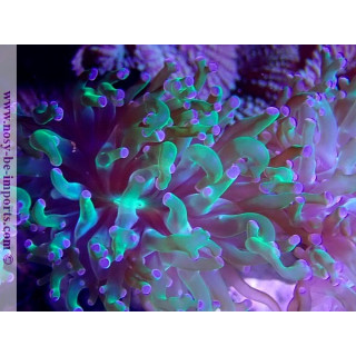 Euphyllia yaeyamaensis WYSIWYG 30042022-21