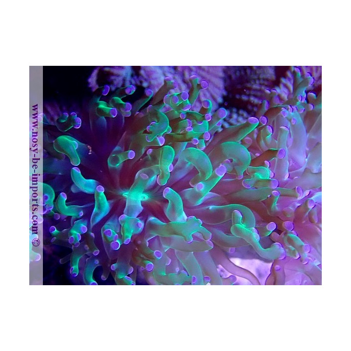 Euphyllia yaeyamaensis WYSIWYG 30042022-21