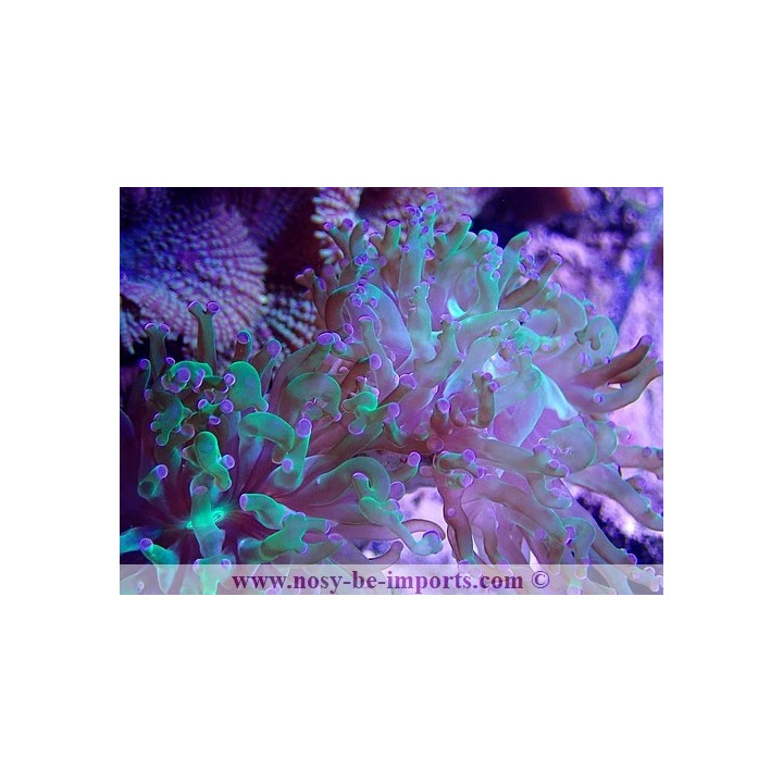 Euphyllia yaeyamaensis WYSIWYG 30042022-21