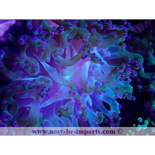 Euphyllia yaeyamaensis WYSIWYG 30042022-22