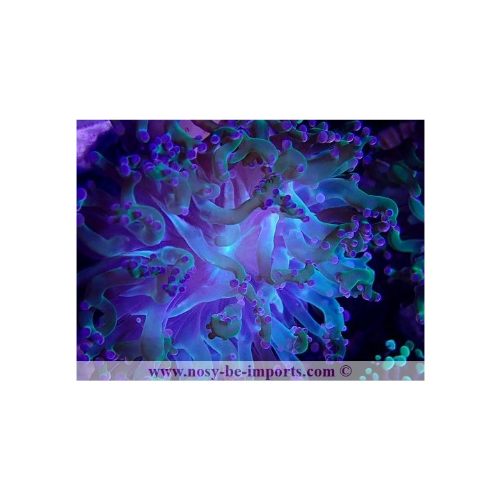 Euphyllia yaeyamaensis WYSIWYG 30042022-22