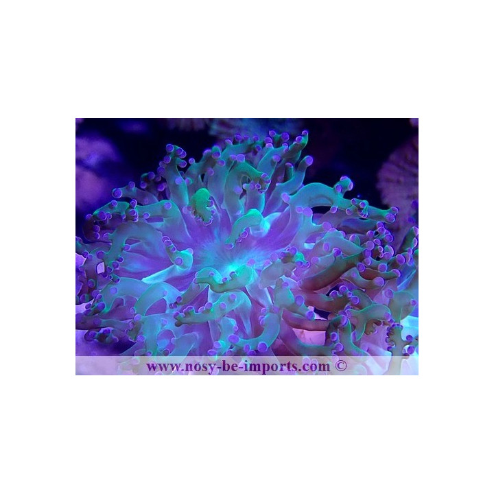 Euphyllia yaeyamaensis WYSIWYG 30042022-22