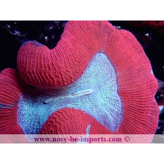 Trachyphyllia sp. WYSIWYG 30042022-23