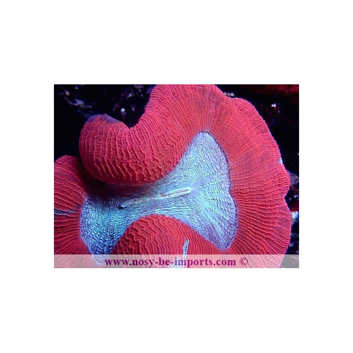 Trachyphyllia sp. WYSIWYG 30042022-23