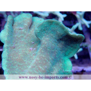 Pavona cactus WYSIWYG 30042022-24