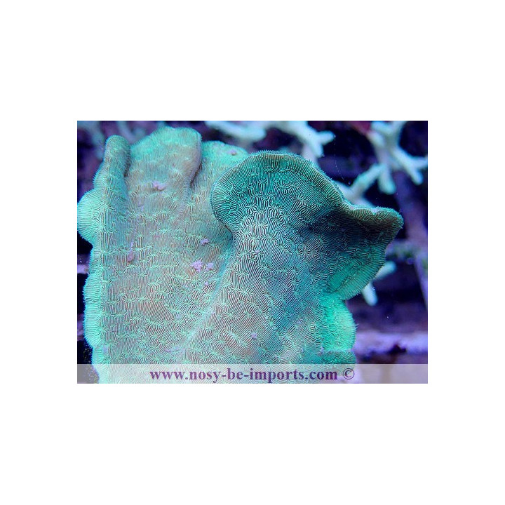 Pavona cactus WYSIWYG 30042022-24