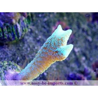 Seriatopora caliendrum WYSIWYG 30042022-25