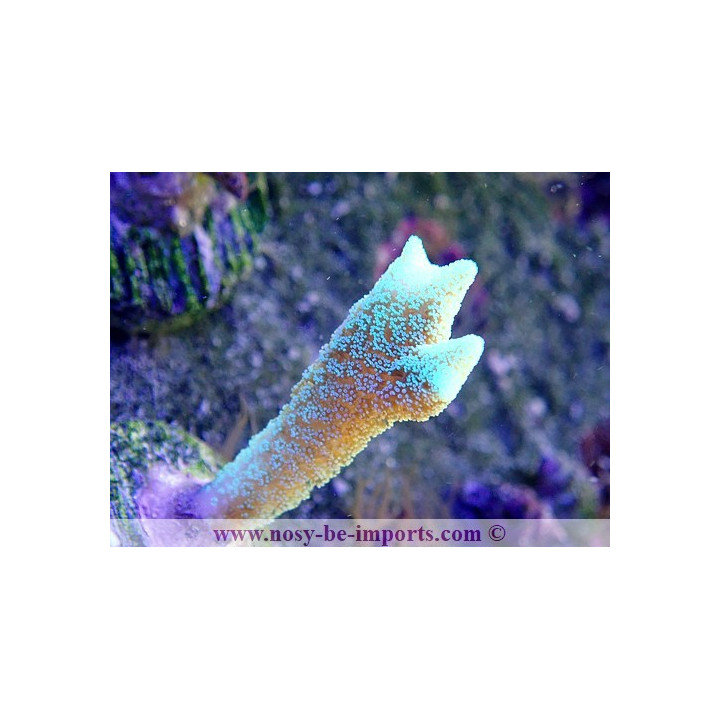 Seriatopora caliendrum WYSIWYG 30042022-25