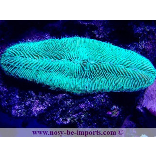 Herpolitha limax WYSIWYG 30042022-26