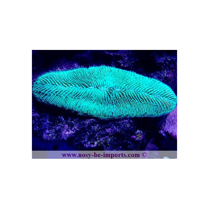 Herpolitha limax WYSIWYG 30042022-26