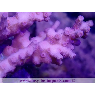 Cyphastrea decadia