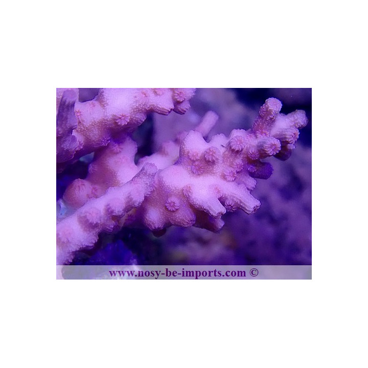 Cyphastrea decadia WYSIWYG 30042022-28