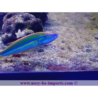 Pseudojuloides splendens