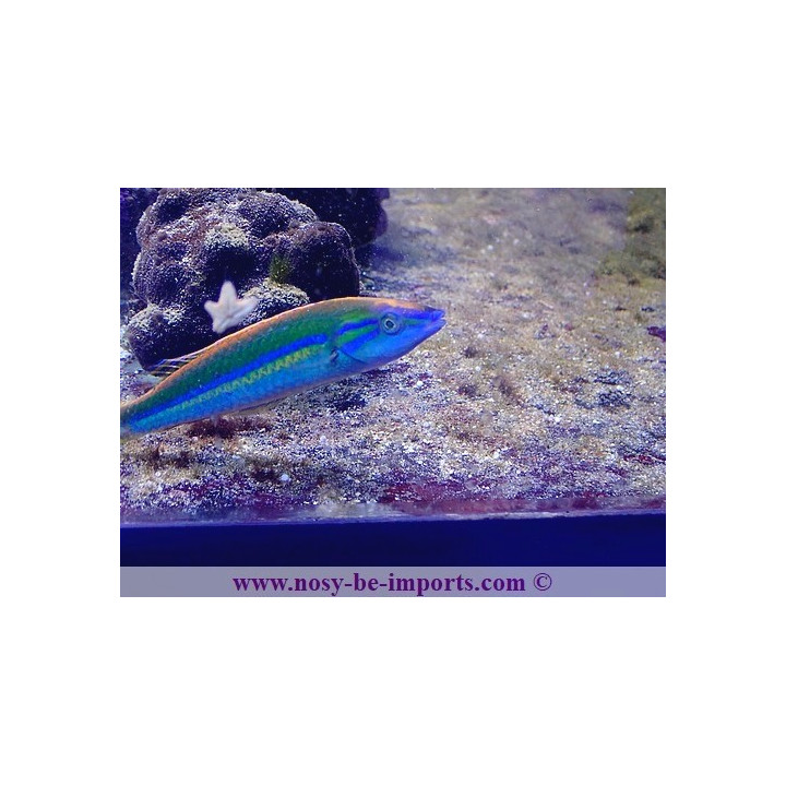 Pseudojuloides splendens