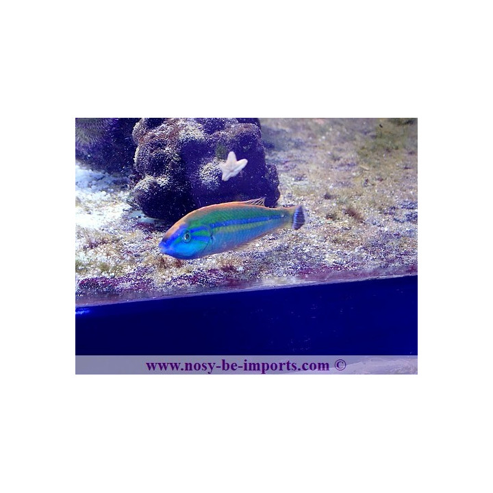 Pseudojuloides splendens