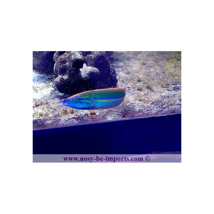 Pseudojuloides splendens