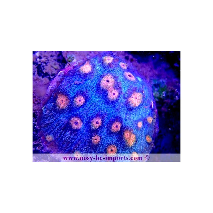 Mycedium robokaki WYSIWYG 06052022-2