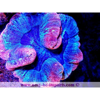Trachyphyllia sp. WYSIWYG 06052022-4