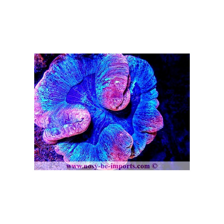 Trachyphyllia sp. WYSIWYG 06052022-4