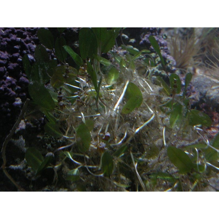 Halophila ovalis