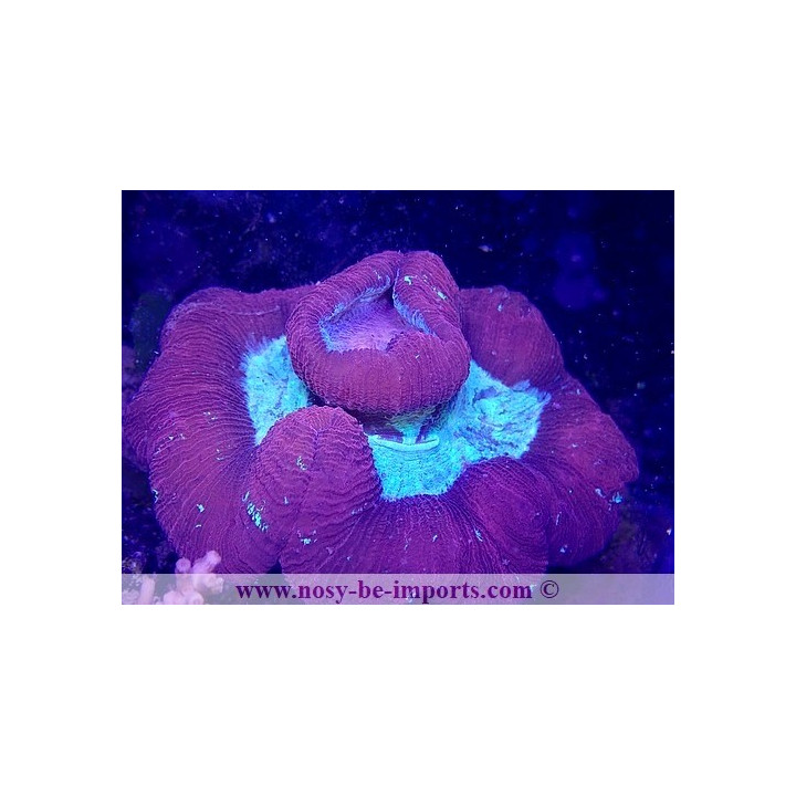 Trachyphyllia sp. WYSIWYG 06052022-7