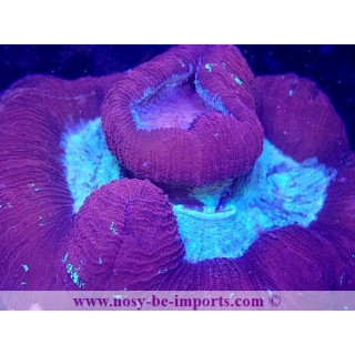 Trachyphyllia sp. WYSIWYG 06052022-7
