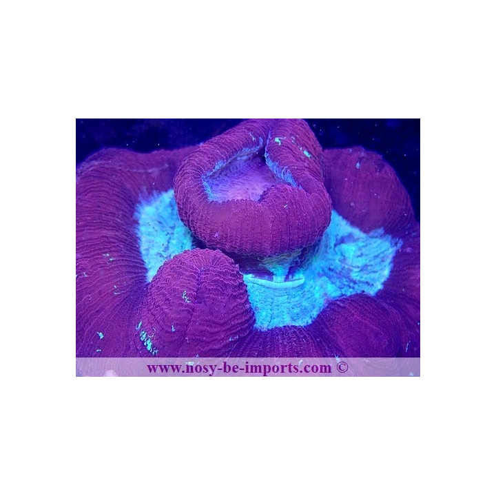Trachyphyllia sp. WYSIWYG 06052022-7