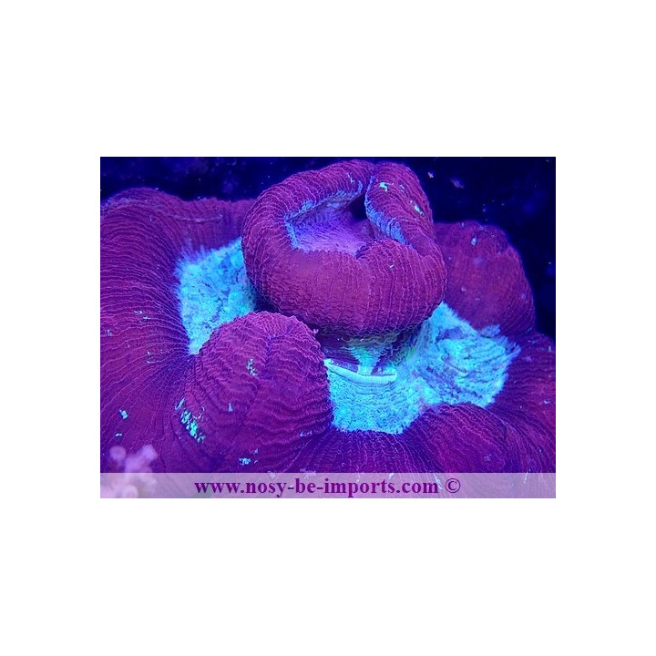 Trachyphyllia sp. WYSIWYG 06052022-7
