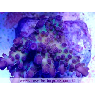 Acropora sp. WYSIWYG 06052022-9