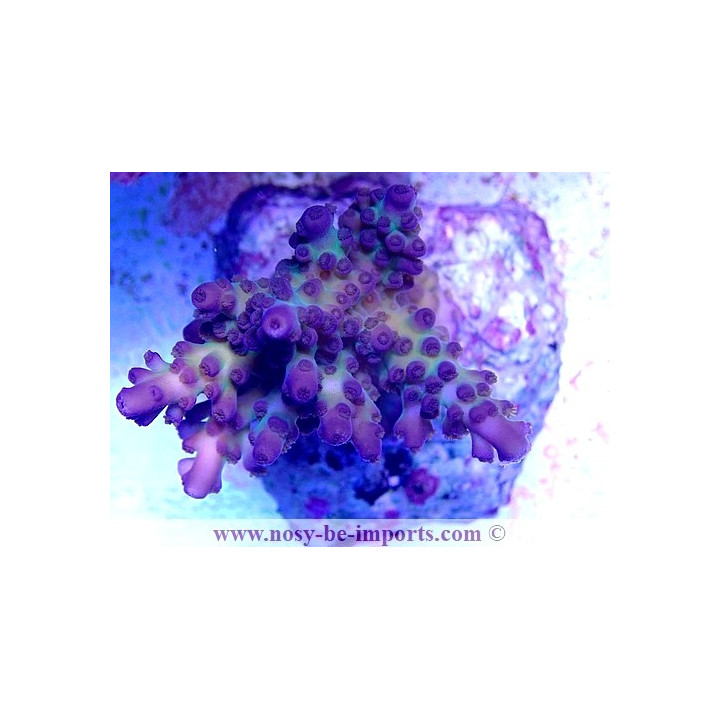 Acropora sp. WYSIWYG 06052022-9