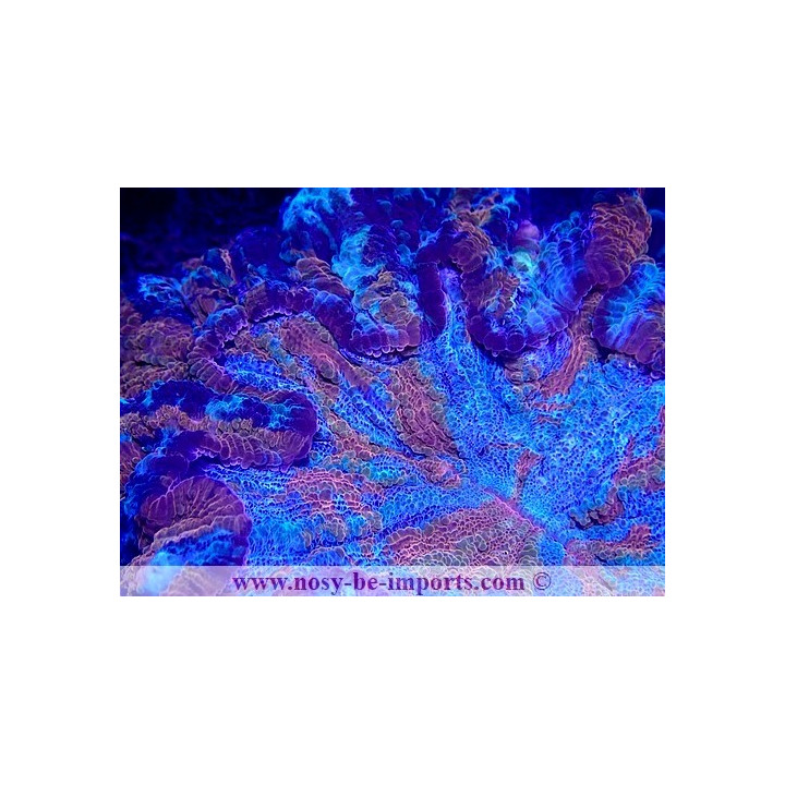 Acanthastrea lordhowensis WYSIWYG 06052022-10